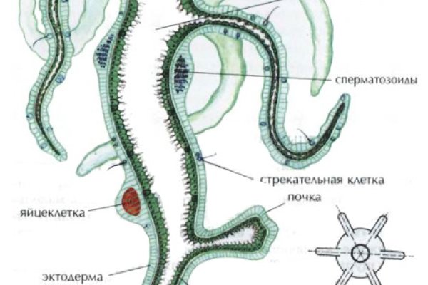 Адрес кракена